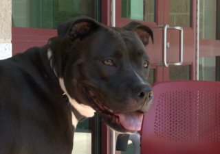 Animal shelters across the country face overcrowding and pet returns